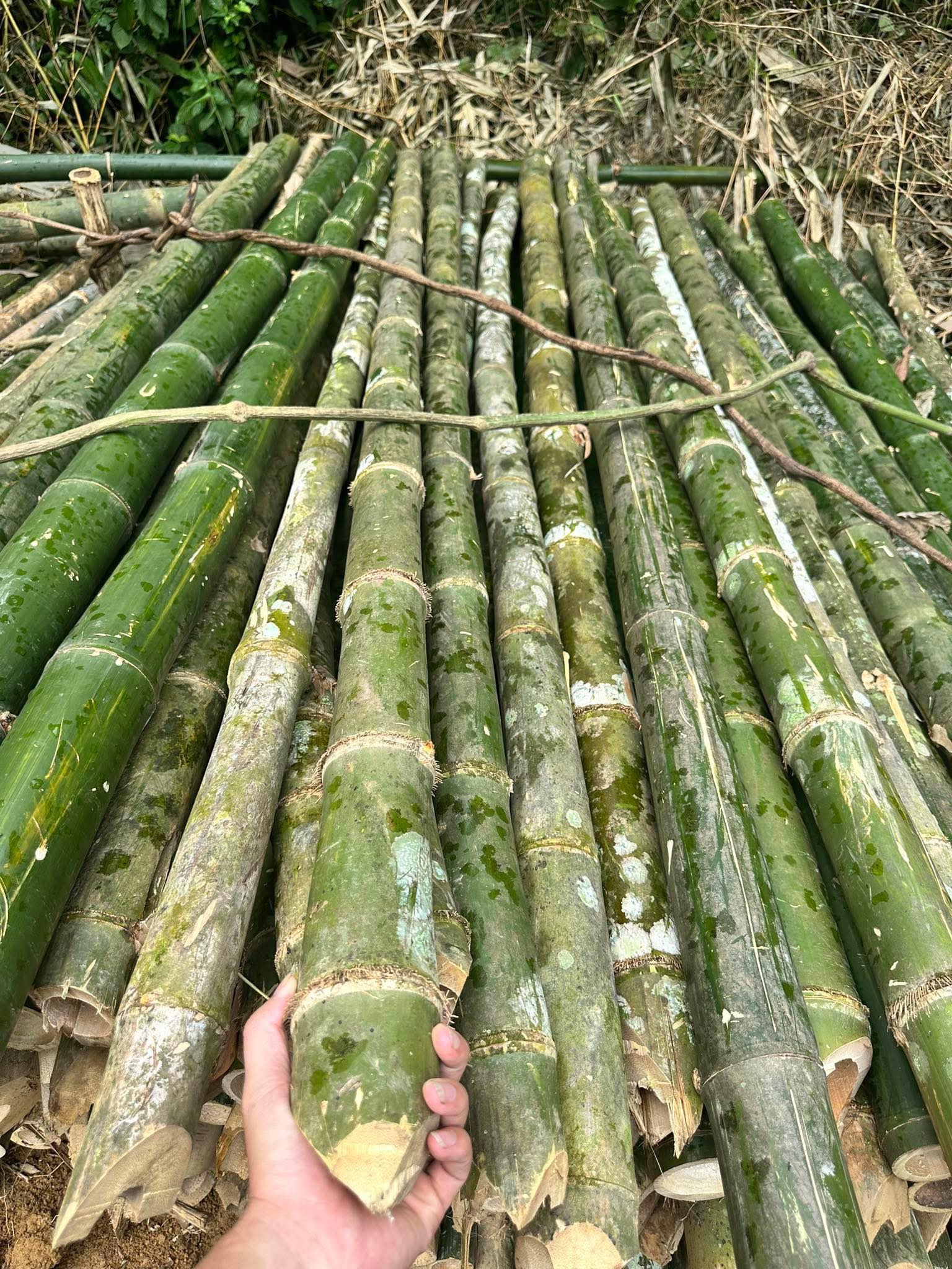 cọc tre cong trinh Cọc tre công trình