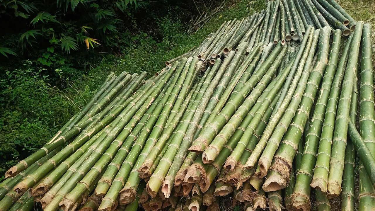 coc-tre-4m-goc-hang-chon